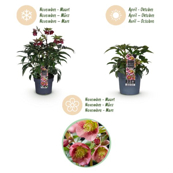 Helleborus Dacaya - Roze Bloem - Groenblijvend