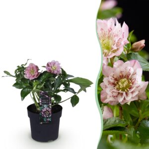 thumbnail_6000-816.jpg Helleborus orientalis Double Ellen Pink - Roze Bloem -1 Plant - Groenblijvend