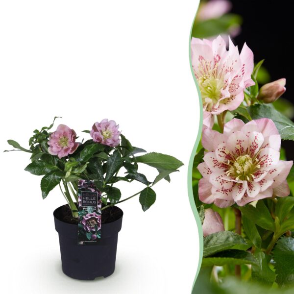 Helleborus orientalis Double Ellen Pink - Roze Bloem -1 Plant - Groenblijvend