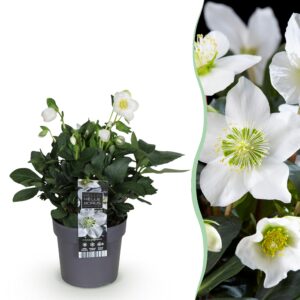 thumbnail_6000-828.jpg Kerstroos - Helleborus Christmas Carol - Witte Bloem -1 Plant - Groenblijvend
