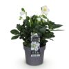 Kerstroos - Helleborus Christmas Carol  - Witte Bloem -1 Plant - Groenblijvend