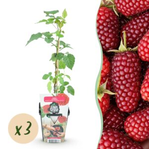 thumbnail_6000-83.jpg Taybes - Rubus Tayberry - Winterhard - 3 Planten