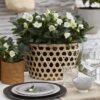 Kerstroos - Helleborus Christmas Carol  - Witte Bloem -1 Plant - Groenblijvend