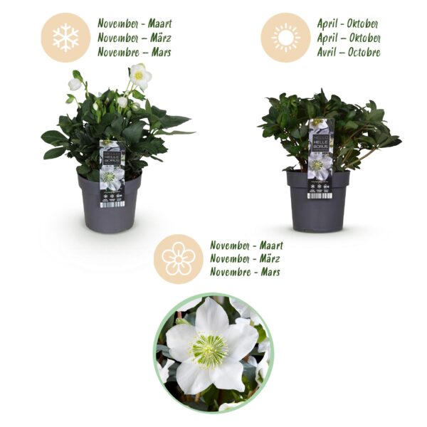 Kerstroos - Helleborus Christmas Carol  - Witte Bloem -1 Plant - Groenblijvend