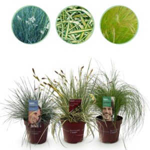 thumbnail_6000-840.jpg Siergrassen - 3 Planten - Blauw - Geel - Groen - Groenblijvend - Winterhard