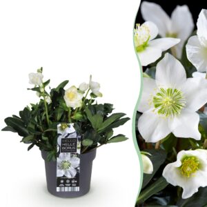 thumbnail_6000-850.jpg Kerstroos - Helleborus Christmas Carol - Witte Bloem -1 Plant - Groenblijvend