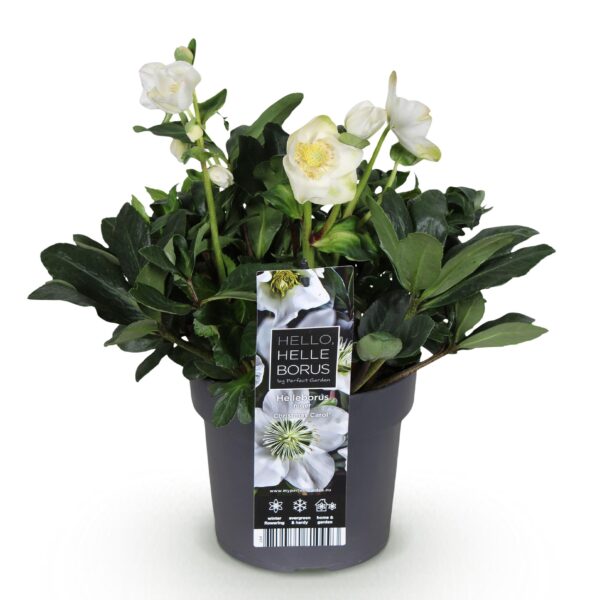 Kerstroos - Helleborus Christmas Carol  - Witte Bloem -1 Plant - Groenblijvend