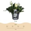 Kerstroos - Helleborus Christmas Carol  - Witte Bloem -1 Plant - Groenblijvend