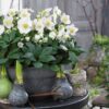 Kerstroos - Helleborus Christmas Carol  - Witte Bloem -1 Plant - Groenblijvend