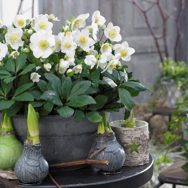 Kerstroos - Helleborus Christmas Carol  - Witte Bloem -1 Plant - Groenblijvend
