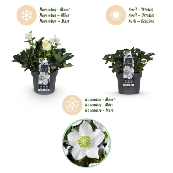 Kerstroos - Helleborus Christmas Carol  - Witte Bloem -1 Plant - Groenblijvend