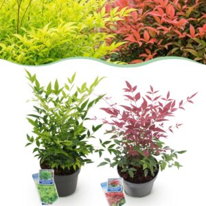 thumbnail_6000-874.jpg Nandina Duo - Geel & Rood - 2 Planten - Groenblijvend - Weinig Onderhoud