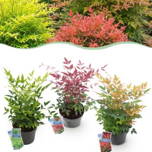 thumbnail_6000-898.jpg Nandina Tricolour - Geel & Rood & Oranje - 3 Planten - Groenblijvend - Weinig Onderhoud