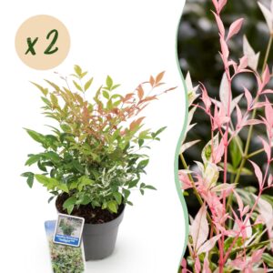 thumbnail_6000-909.jpg Nandina Twilight - Bont & Roze - 2 Planten - Groenblijvend - Weinig Onderhoud