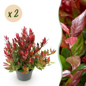thumbnail_6000-946.jpg Leucothoe Little Flame - Rood - 2 Planten - Groenblijvend - Weinig Onderhoud