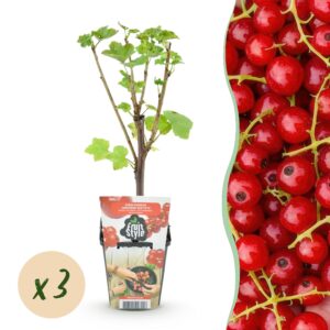 thumbnail_6000-95.jpg Rode Bes - Ribes rubrum Jonkheer van Tets - Winterhard - 3 Planten