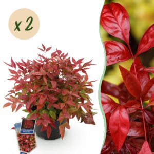thumbnail_6000-958.jpg Nandina Blush Pink - Donker Roze - 2 Planten - Groenblijvend - Weinig Onderhoud