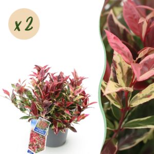 thumbnail_6000-970.jpg Leucothoe Colour Diamond - Bont - 2 Planten - Groenblijvend - Weinig Onderhoud
