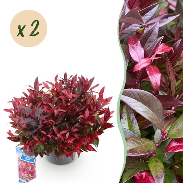 thumbnail_6000-982.jpg Leucothoe Zeblid - Rood - 2 Planten - Groenblijvend - Weinig Onderhoud