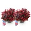 Leucothoe Zeblid - Rood - 2 Planten - Groenblijvend - Weinig Onderhoud