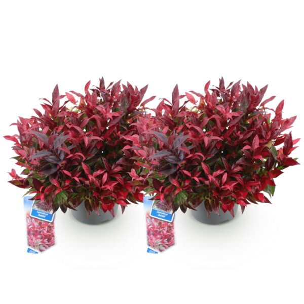 thumbnail_6000-983.jpg Leucothoe Zeblid - Rood - 2 Planten - Groenblijvend - Weinig Onderhoud