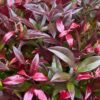 Leucothoe Zeblid - Rood - 2 Planten - Groenblijvend - Weinig Onderhoud