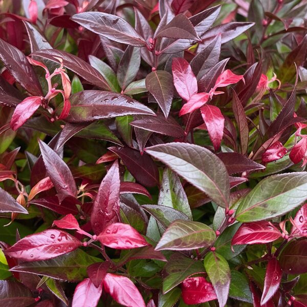 thumbnail_6000-985.jpg Leucothoe Zeblid - Rood - 2 Planten - Groenblijvend - Weinig Onderhoud