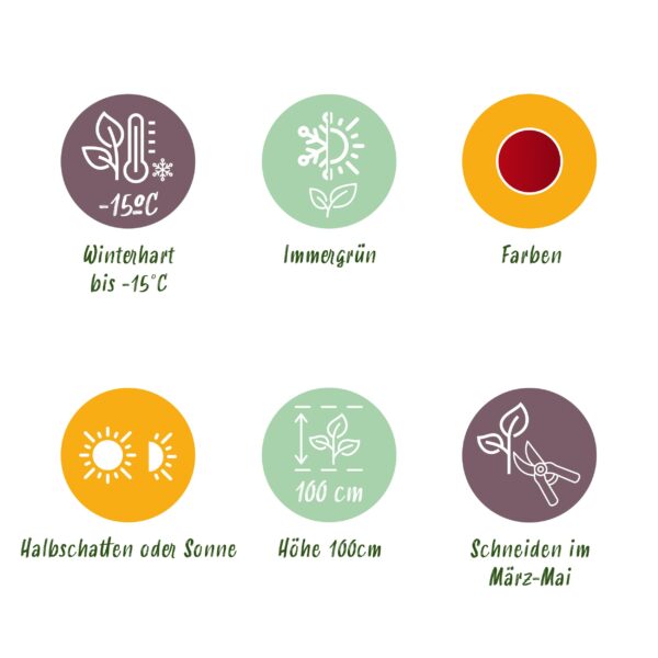 thumbnail_6000-988.jpg Leucothoe Zeblid - Rood - 2 Planten - Groenblijvend - Weinig Onderhoud