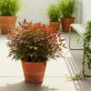 Nandina Gulfstream - Oranje - 2 Planten - Groenblijvend - Weinig Onderhoud