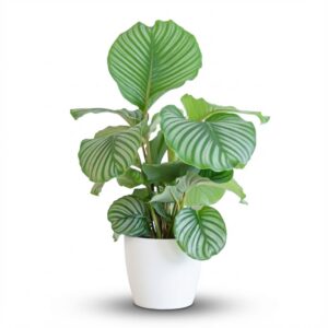 thumbnail_6000-103.jpg Calathea Orbifolia met Viber wit