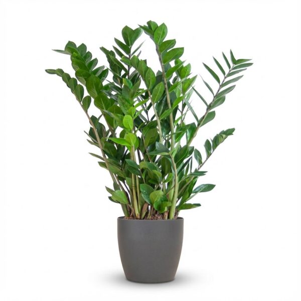 thumbnail_6000-107.jpg Zamioculcas Zamiifolia met Viber grijs