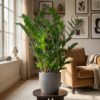 Zamioculcas Zamiifolia met Viber grijs