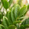 Zamioculcas Zamiifolia met Viber grijs