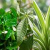 Diervriendelijke Plantenbox - klein - met sierpot Viber Wit