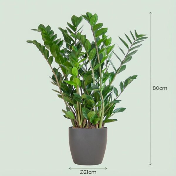 thumbnail_6000-110.jpg Zamioculcas Zamiifolia met Viber grijs
