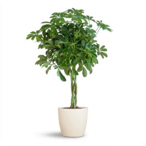 thumbnail_6000-12.jpg Schefflera Arab Nora met Viber wit