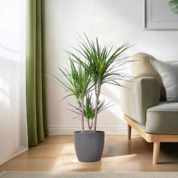Dracaena Marginata met Viber pot grijs