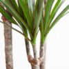 Dracaena Marginata met Viber pot grijs