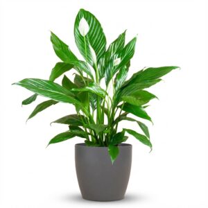 thumbnail_6000-23.jpg Spathiphyllum met Viber grijs