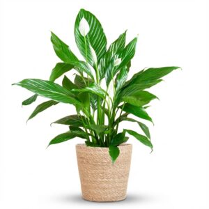 thumbnail_6000-27.jpg Spathiphyllum met Mand Sofia naturel
