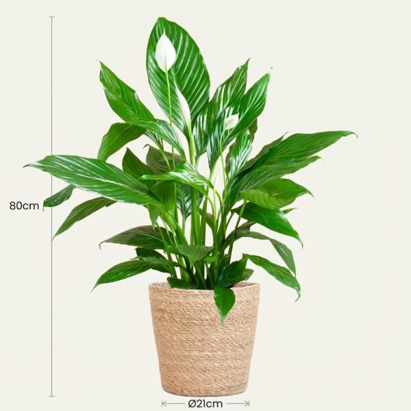 thumbnail_6000-29.jpg Spathiphyllum met Mand Sofia naturel