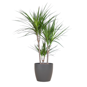 thumbnail_6000.png Dracaena Marginata met Viber pot grijs