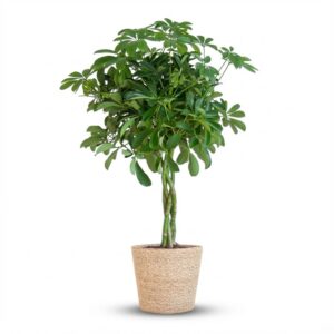 thumbnail_6000-31.jpg Schefflera Arab Nora met Mand Sofia naturel