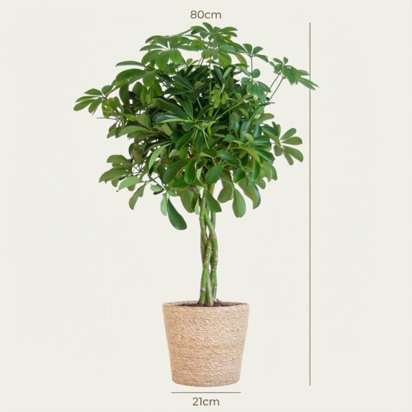Schefflera Arab Nora met Mand Sofia naturel