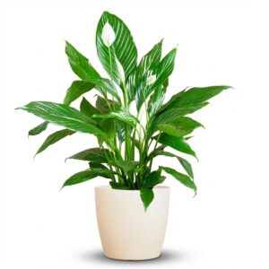thumbnail_6000-35.jpg Spathiphyllum met Viber wit