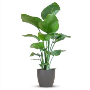 Strelitzia Nicolai met Viber pot grijs