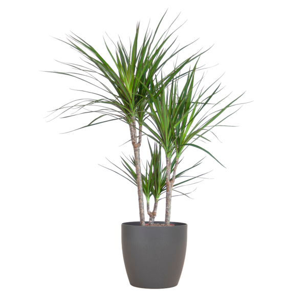 Dracaena Marginata met Viber pot grijs