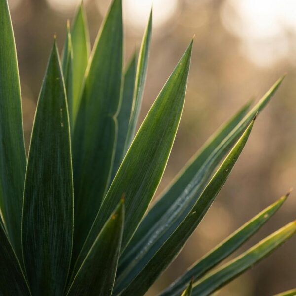 Yucca Elephantipes met Viber wit