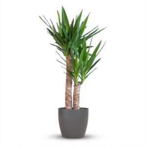 Yucca Elephantipes met Viber zwart