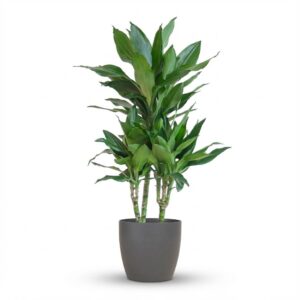 thumbnail_6000-91.jpg Dracaena Janet Lindt met Viber grijs
